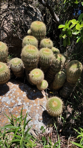Parodia scopa