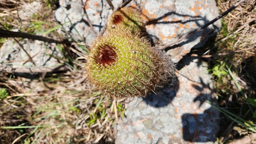 Parodia scopa