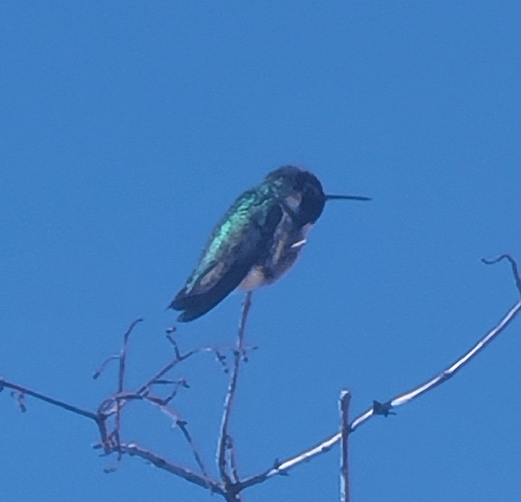Anna's Hummingbird from Miramonte at the River, Tucson, AZ, USA on