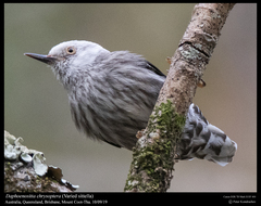 Varied Sittella photo 2
