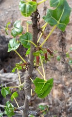 Vasconcellea chilensis