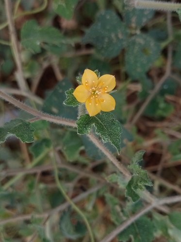 Pega pega (Mentzelia aspera)