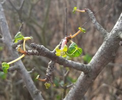 Vasconcellea chilensis