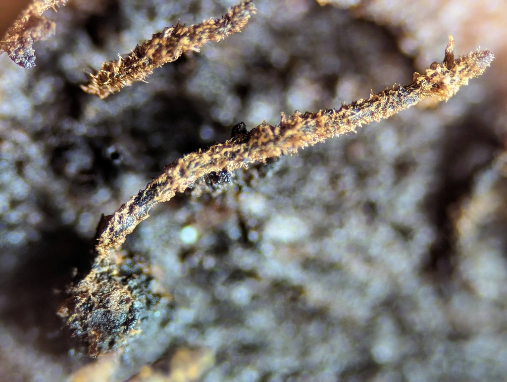 Barbatosphaeria arboricola