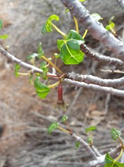 Vasconcellea chilensis