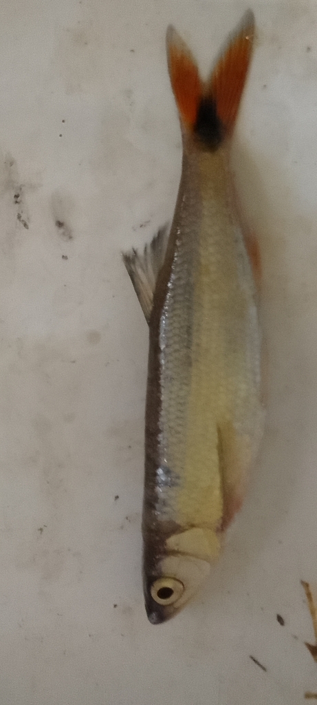 Buchholz's minnow (Raiamas buchholzi) — Cyprinidae