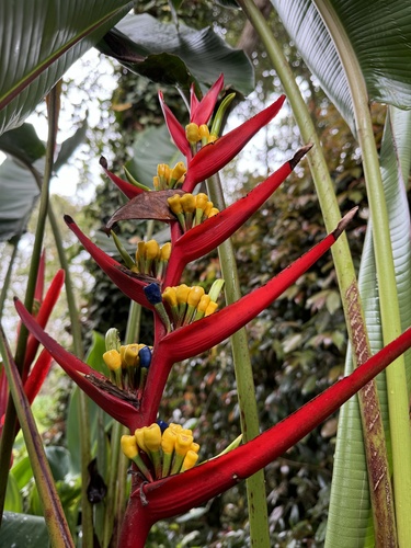 Heliconia burleana, photograph 6