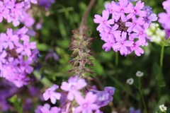 Glandularia canadensis
