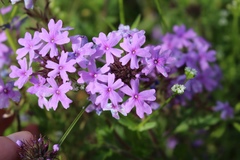 Glandularia canadensis