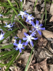 Scilla forbesii