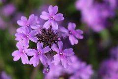 Glandularia canadensis