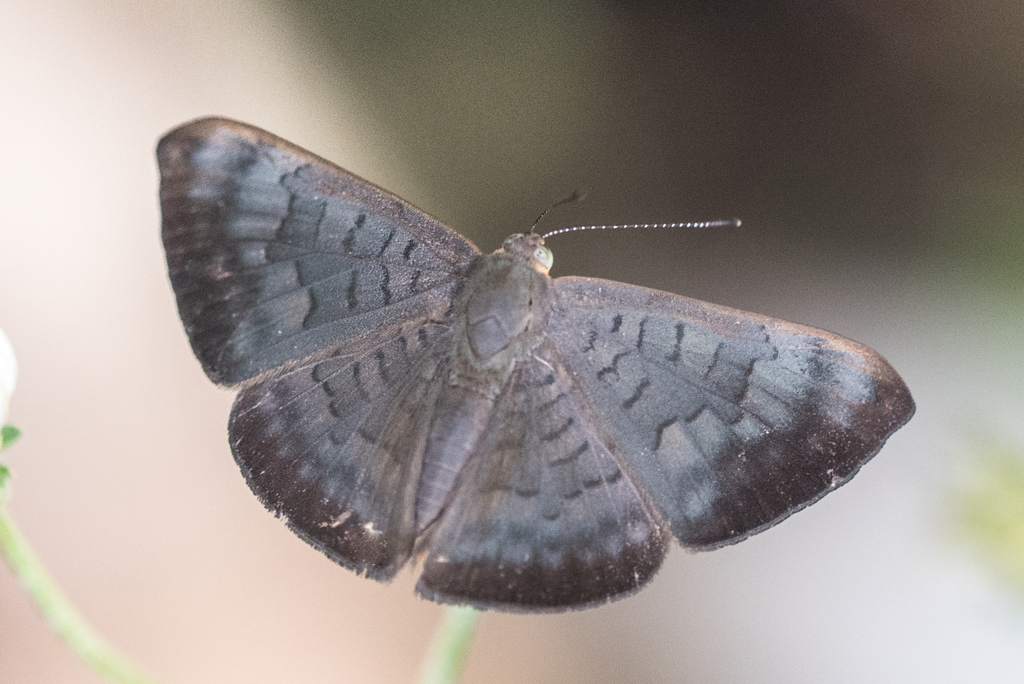Emesis liodes