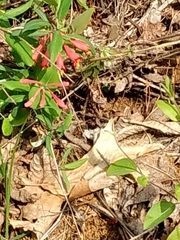 Lonicera sempervirens