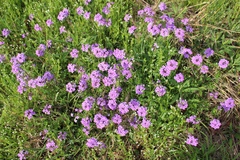 Glandularia canadensis