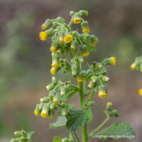 Blumea lacera