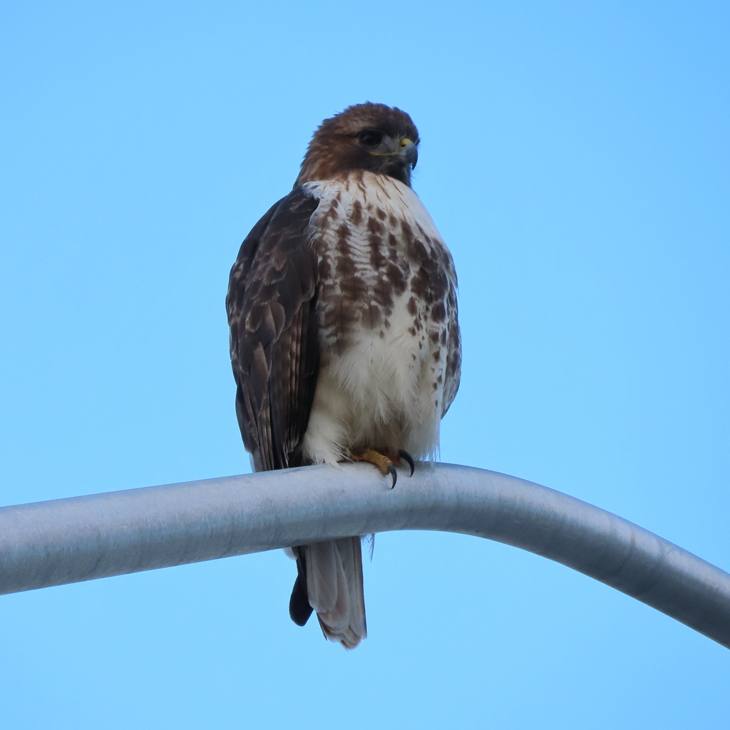 Welsh Hawk Red-tailed Hawk from 2176 Prince of Wales Dr, Nepean, ON K2E 0A1 ...