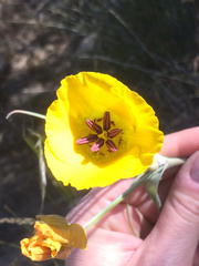 Calochortus clavatus