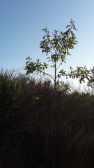 Escallonia pulverulenta