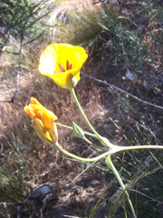 Calochortus clavatus