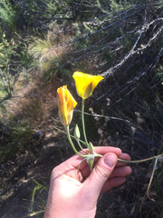 Calochortus clavatus