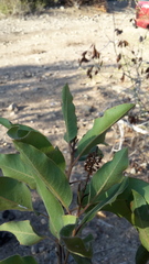 Escallonia pulverulenta