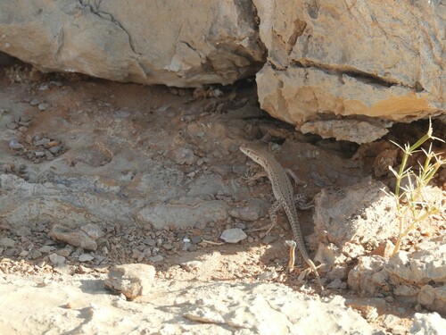 Cryptic Desert Lizard, Mesalina cryptica