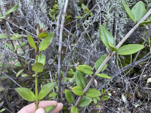 Island Bush Snapdragon foliage