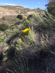 Calochortus clavatus
