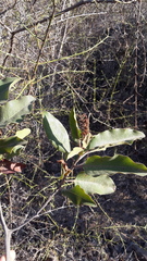 Escallonia pulverulenta