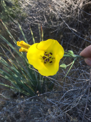 Calochortus clavatus