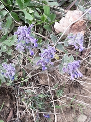 Nepeta racemosa racemosa