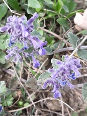 Nepeta racemosa racemosa