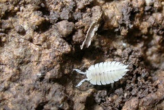 Platyarthrus hoffmannseggii