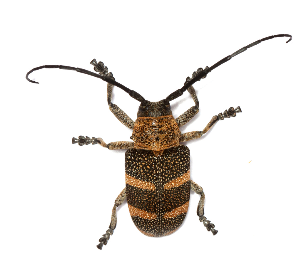 Pycnopsis brachyptera