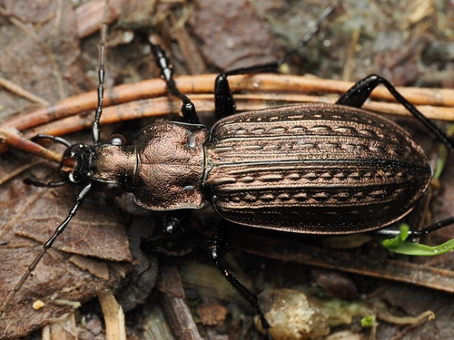 Carabus granulatus Linnaeus, 1758