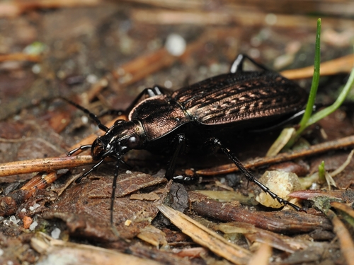 Granulated Ground Beetle