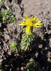 Haplopappus foliosus