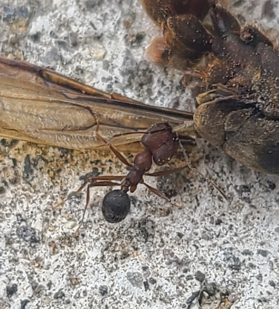Pheidole tolteca