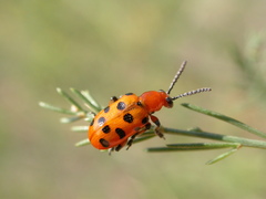 Crioceris duodecimpunctata