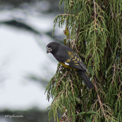 White-Winged Grosbeak photo 3