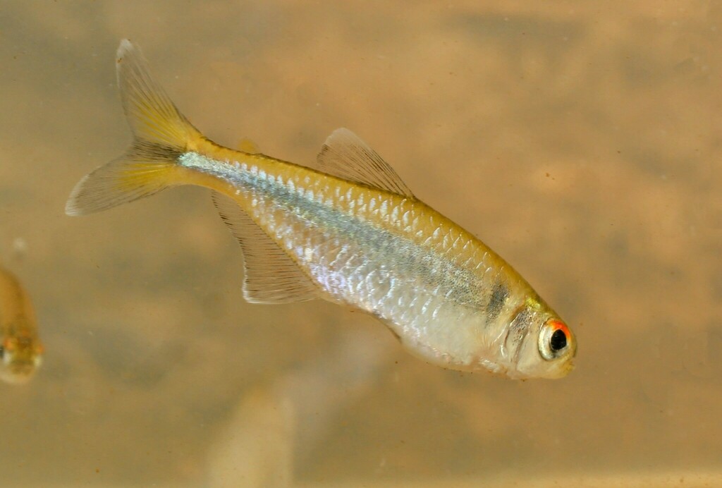 Moenkhaus's tetra (Knodus moenkhausii) — Characidae