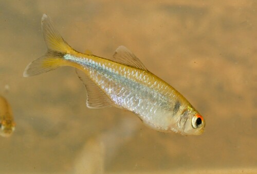 Moenkhaus's tetra (Knodus moenkhausii) — Characidae
