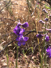 Delphinium parryi