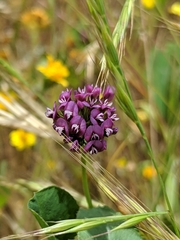 Trifolium gracilentum