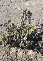 Haplopappus foliosus