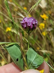Trifolium gracilentum