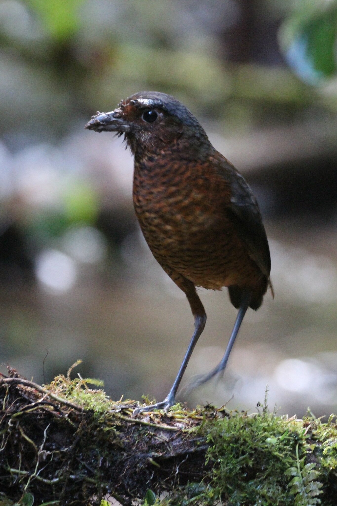 Giant Antpitta (Grallaria gigantea), photo 7