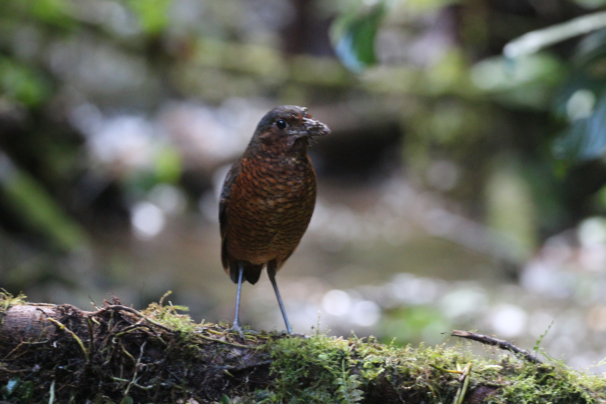 Giant Antpitta (Grallaria gigantea), photo 8