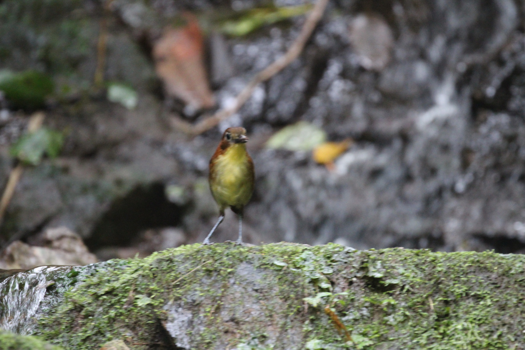 Yellow-breasted Antpitta (Grallaria flavotincta), photo 3