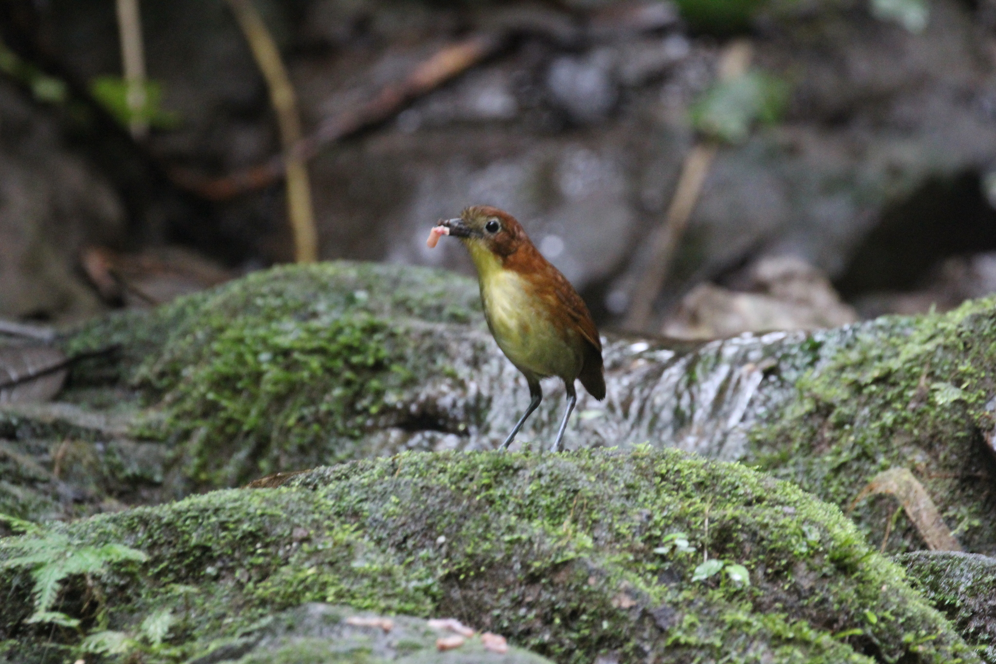 Yellow-breasted Antpitta (Grallaria flavotincta), photo 4